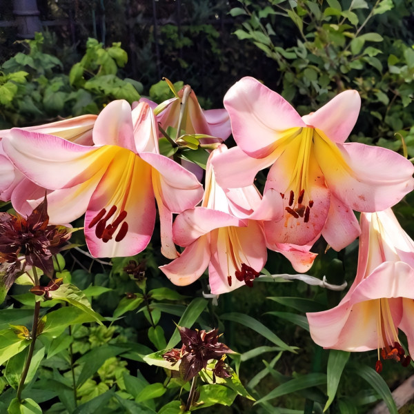 Луковицы Саженцы Лилия ОТ гибрид Beijing Moon (Бейджинг Мун) (3шт.)