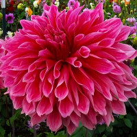 Саженцы Георгина декоративная макси Emory Paul (Эмори Пол)