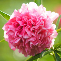 Саженец Пион Салмон Глори