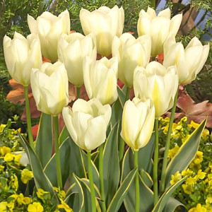 Тюльпан Фостера Пуриссима Дизайн (в упаковке - 3шт.)