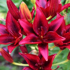  Лилия азиатская Black Out (Блек Аут)