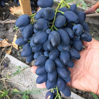 Саженцы Виноград Кармен