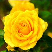 Саженцы Роза спрей Сан Сити