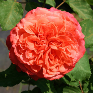 Саженцы Роза парковая Эмильен Гийо