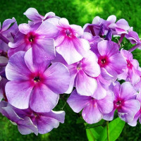 Саженцы Флокс Виринея