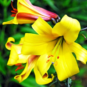  Лилия трубчатая Golden Splendor (Голден Сплендор)