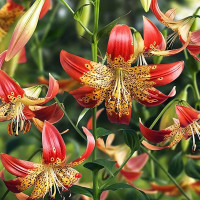 Луковицы  Лилия Fusion (Фьюжн) (3шт.)