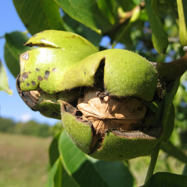 Саженцы Орех грецкий Идеал