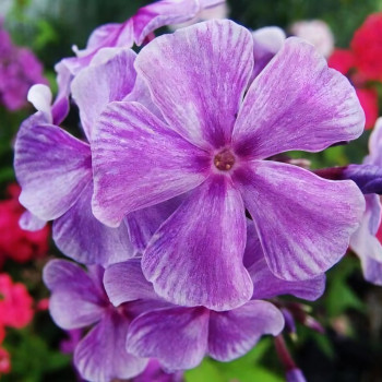 Саженцы Флокс метельчатый Batik (Батик)