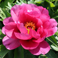 Саженцы Пион Yankee Doodle Dandy (Янки Дудл Денди)