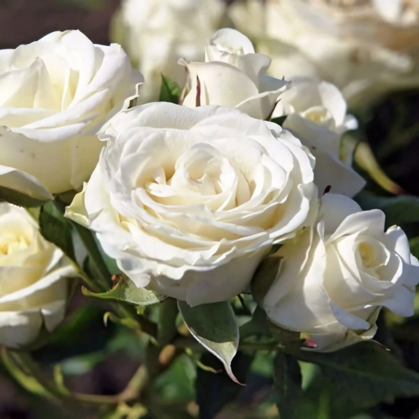 Саженцы Роза спрей Лидия Вайт