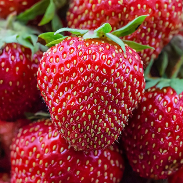 Клубника ремонтантная (крупноплодная) Диамант 5 шт. в упаковке