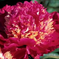 Саженцы Пион Tom Cat (Том Кэт)