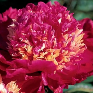 Саженцы Пион Tom Cat (Том Кэт)