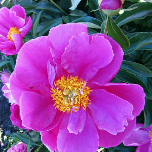 Саженцы Пион Adrienne (Андриен)