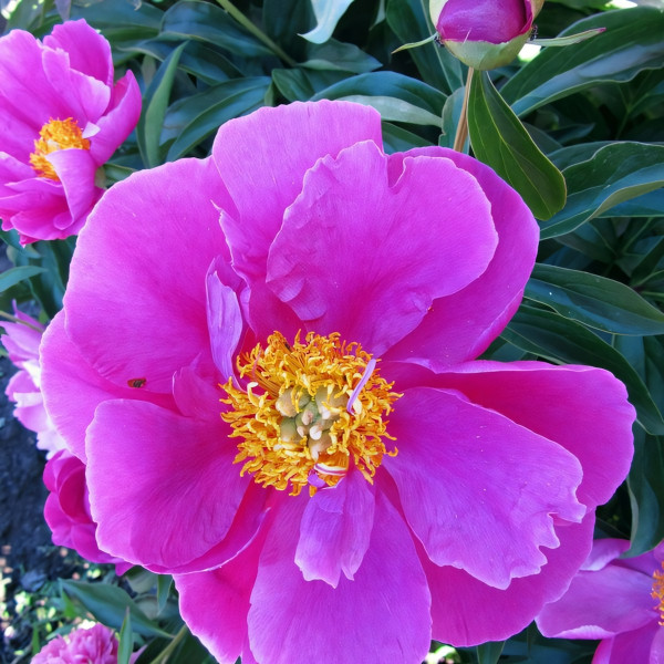 Саженцы Пион Adrienne (Андриен)