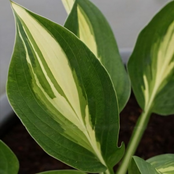 Саженцы Хоста Broad Street (Брод Стрит) М