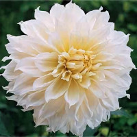 Саженцы Георгина декоративная макси White Perfection (Уайт Перфекшн)