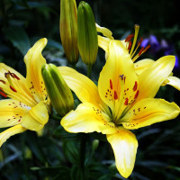 Луковицы  Лилия азиатская Solar Joy (Солар Джой) (3шт.)