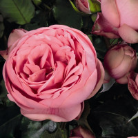 Саженцы Роза спрей Чарминг Пиано