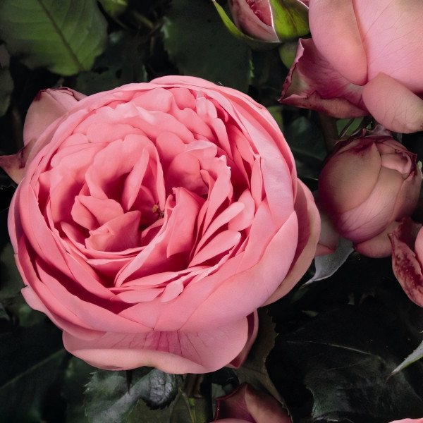 Саженцы Роза спрей Чарминг Пиано