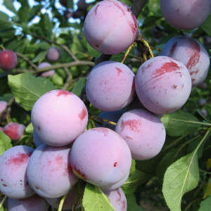 Саженцы Слива Анна Шпет