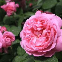 Саженцы Роза английская Мери Роуз