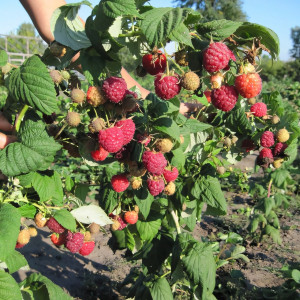 Саженцы Малиновое дерево Сказка