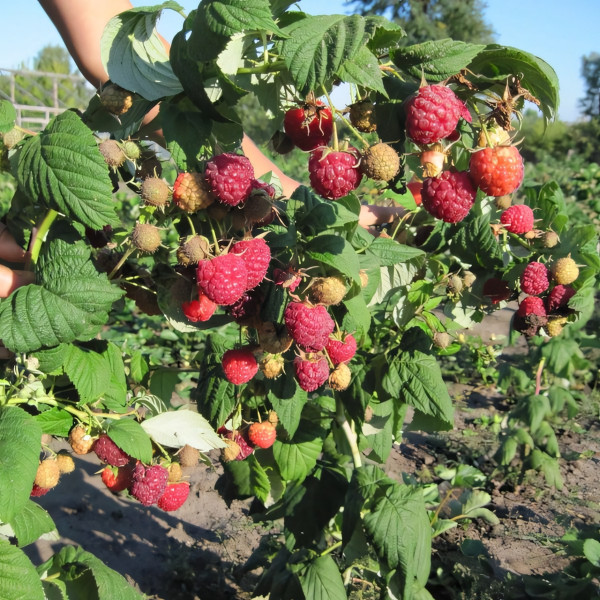 Саженцы Малиновое дерево Сказка