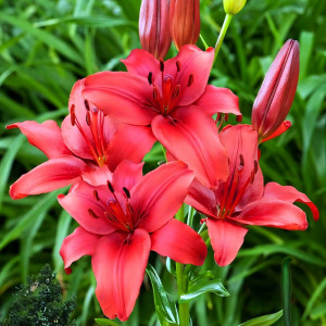  Лилия азиатская Red Highland (Рэд Хайленд)