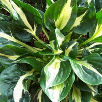 Саженцы Хоста Woop Woop (Вуп Вуп) М