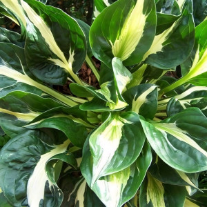 Саженцы Хоста Woop Woop (Вуп Вуп) М