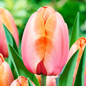 Тюльпан Дарвина Эприкот Импрешн (в упаковке - 3шт.)