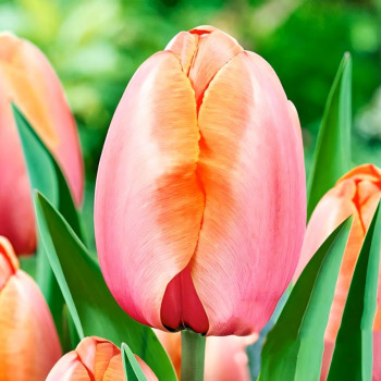 Тюльпан Дарвина Эприкот Импрешн (в упаковке - 3шт.)