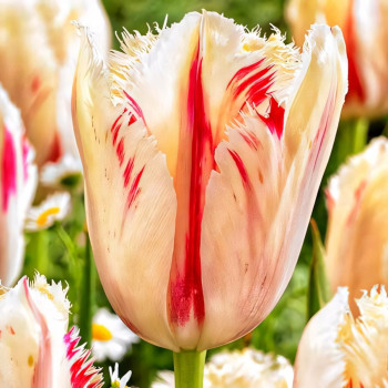 Тюльпан бахромчатый Карусель (в упаковке - 3шт.)