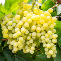 Саженцы Виноград кишмиш Сверхранний