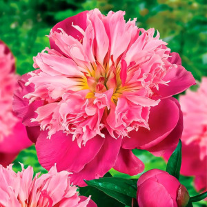 Пион травянистый Беллевиль