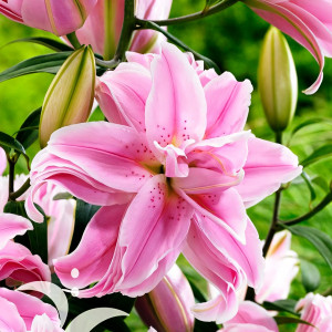  Лилия восточная Curiosity (Кьюриосити)