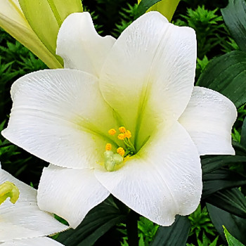  Лилия длинноцветковая Carpino (Карпино)