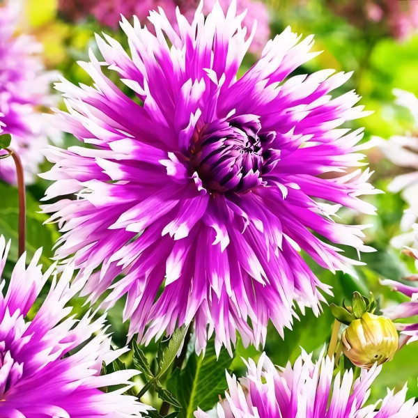 Саженцы Георгина бахромчатая Table Dancer (Тэйбл Дансер)