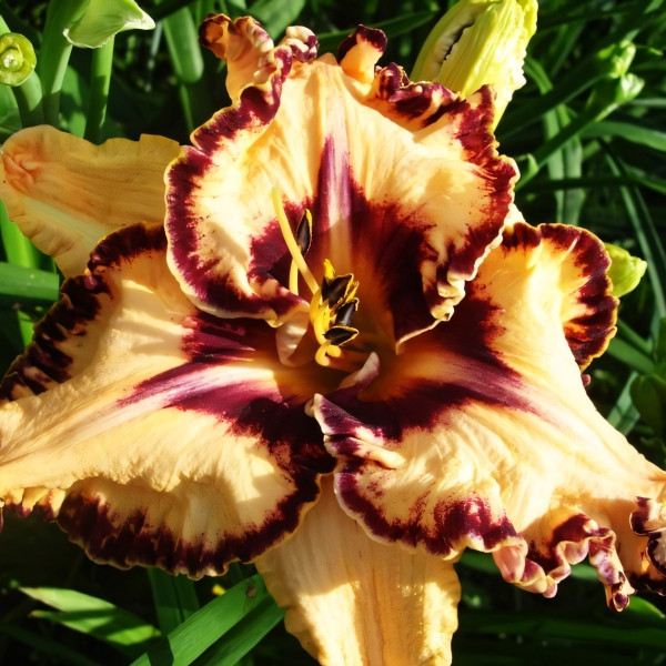 Саженцы Лилейник Ledgewood Born Free (Лэджвуд Борн Фри)