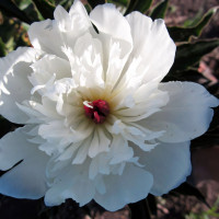 Саженцы Пион White (Белый)