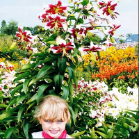 Луковицы Саженцы Лилия ОТ гибрид Beverly Dream (Беверли Дрим) (3шт.)