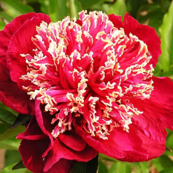 Саженцы Пион Charles Burgess (Чарльз Бургес)