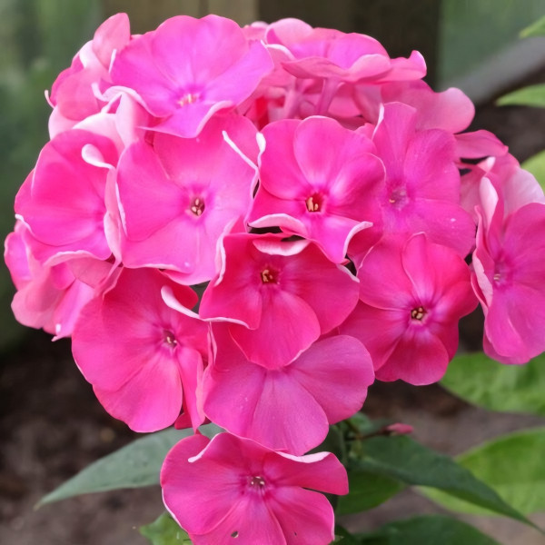 Саженцы Флокс Jules Sandeau (Жуль Сандо)