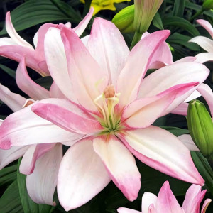  Лилия азиатская Bentley (Бентли)