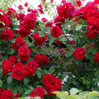 Саженцы Роза плетистая Амадеус