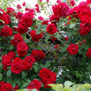 Саженцы Роза плетистая Амадеус