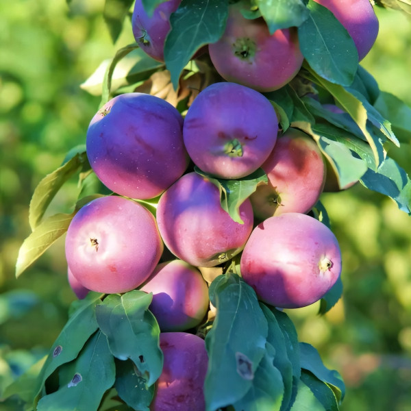 Саженцы Яблоня колоновидная  Камила