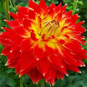 Саженцы Георгина декоративная макси Tyler James (Тайлер Джеймс)